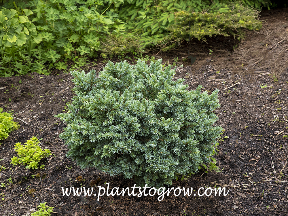 'Jasper Engelman Spruce' (Picea engelmanii)